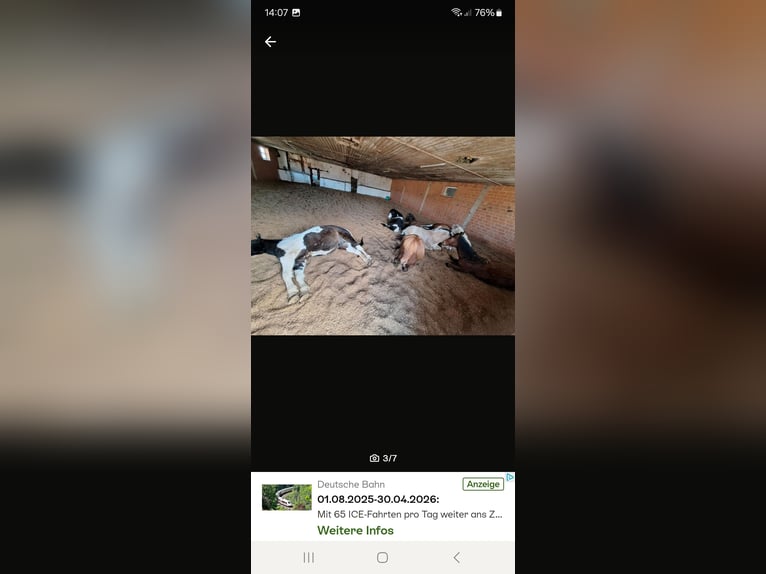 Aufzuchtplatz Junghengstaufzucht Wallach Jungpferde Islandpferd