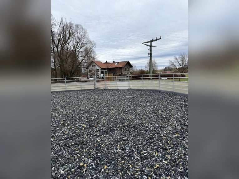 Aufzuchtsplatz für einen Henstjährling ab April/2026 