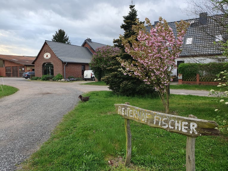  Hengst / Stuten Aufzuchtsplatz