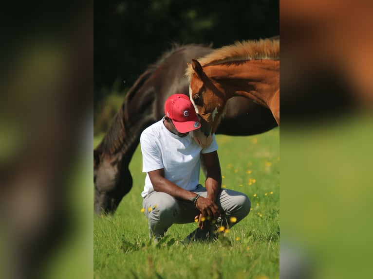 NURSERY EQUINE centre d'insémination