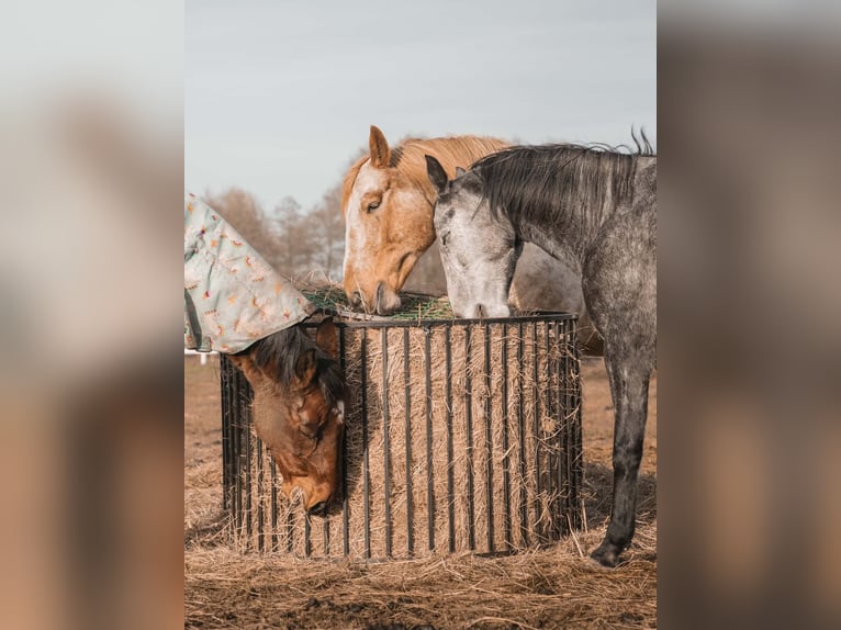 Odchów źrebiąt w stadzie | 40 ha pastwisk