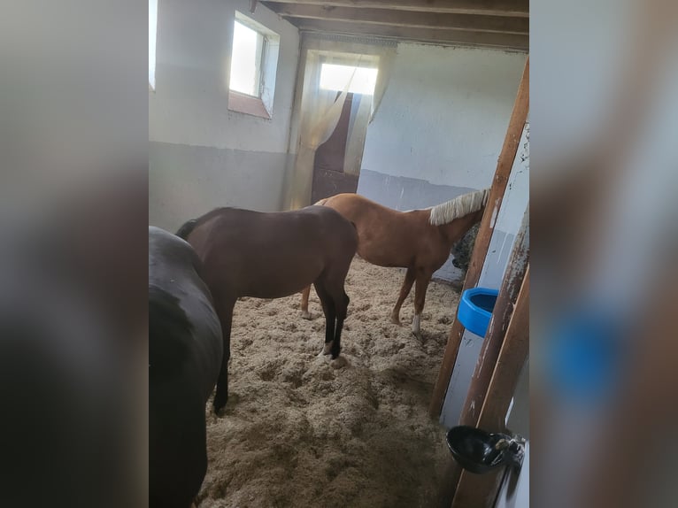 Plac do hodowli źrebiąt, młodych koni i klaczy hodowlanych