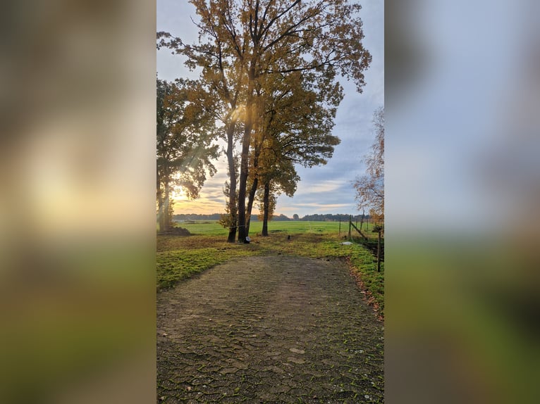Plac hodowlany dla ogierów