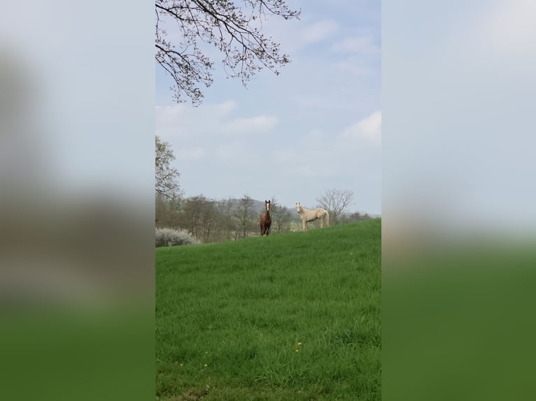 Plac hodowli, miejsce na pastwisku