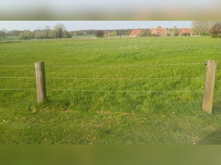 Plac hodowli / padok otwarty / wybieg dla młodych klaczy