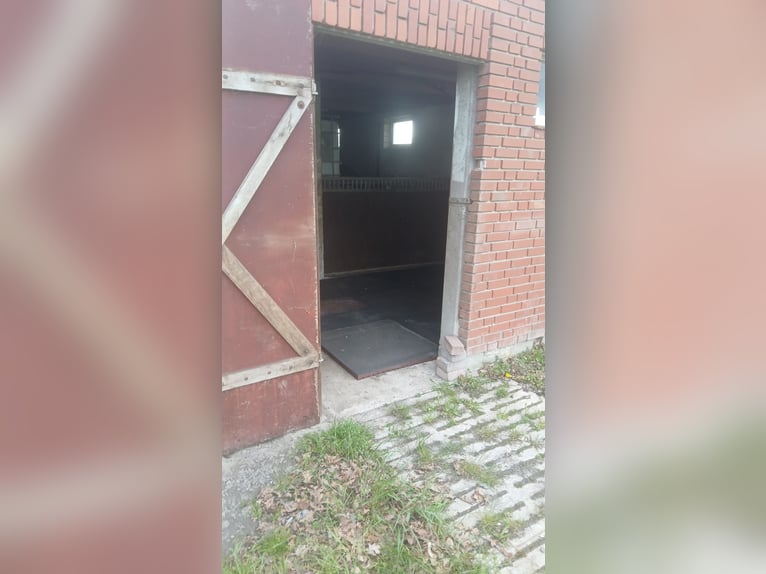 Plac hodowli / padok otwarty / wybieg dla młodych klaczy