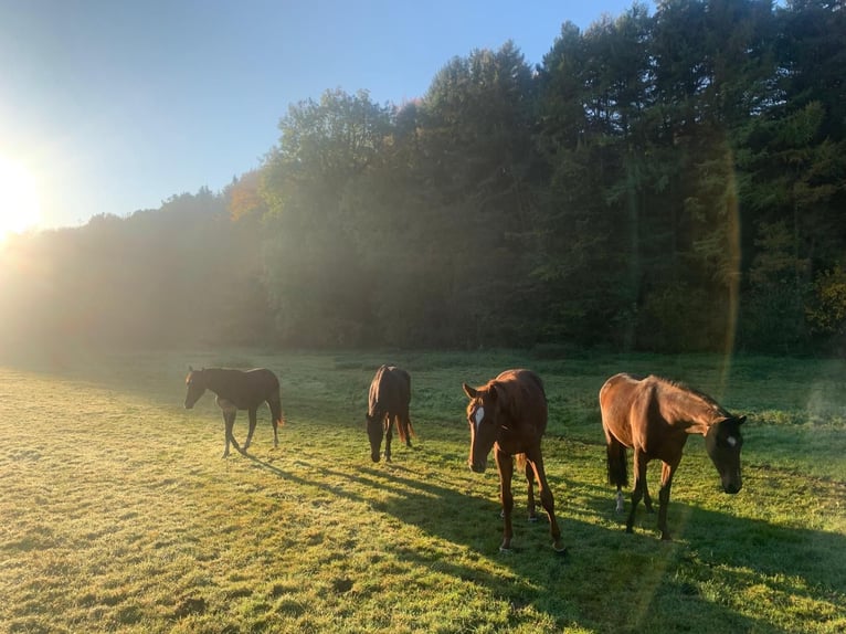 Professioneller Aufzuchtplatz für Absetzer und Jungpferde