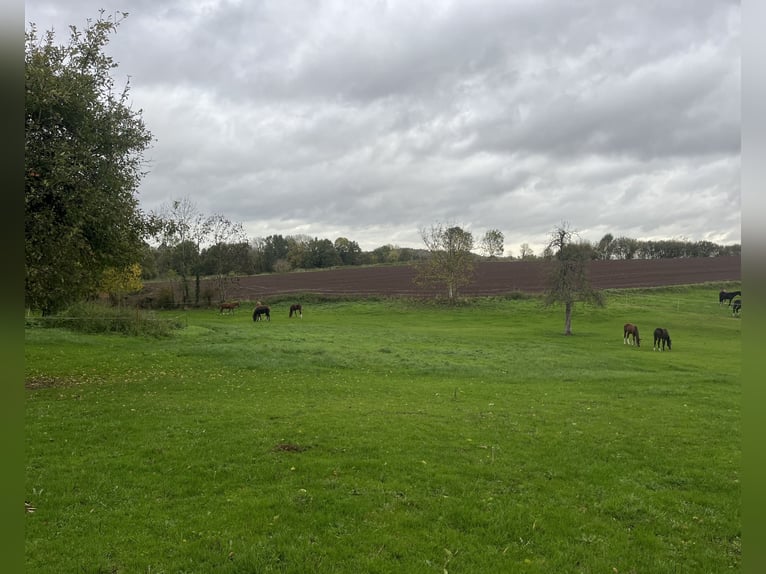 Professioneller Aufzuchtplatz für Absetzer und Jungpferde