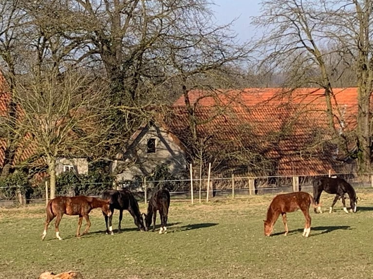 Professioneller Aufzuchtplatz für Absetzer und Jungpferde