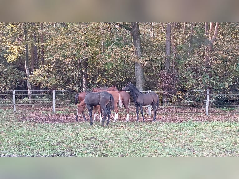 Prywatny hodowla ogierów i klaczy