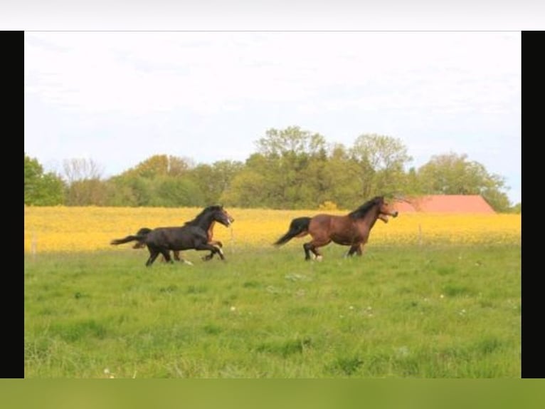 Wychów ogierów, konie emerytowane, pensjonat dla koni, stajnia z wybiegiem
