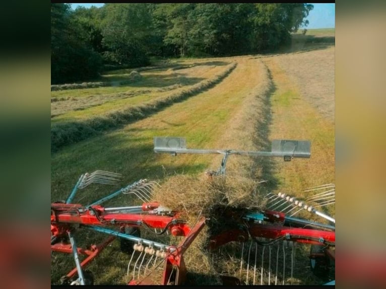 Wychów ogierów, konie emerytowane, pensjonat dla koni, stajnia z wybiegiem