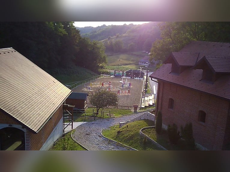 Wychów, rozpoczęcie jazdy, szkolenie i sprzedaż – wszystko z jednego źródła