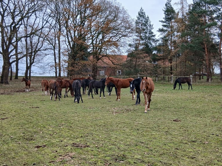 Wychów z dużą ilością wybiegu