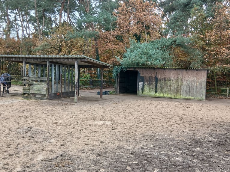 Wychów z dużą ilością wybiegu