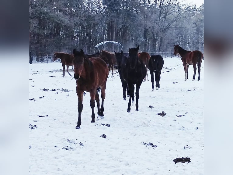Wychów z dużą ilością wybiegu