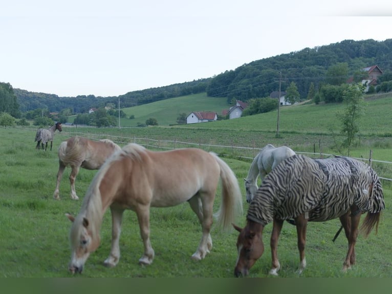Wychowanie źrebiąt z sercem, rozumem i najlepszymi warunkami na przyszłość 🐴🌿