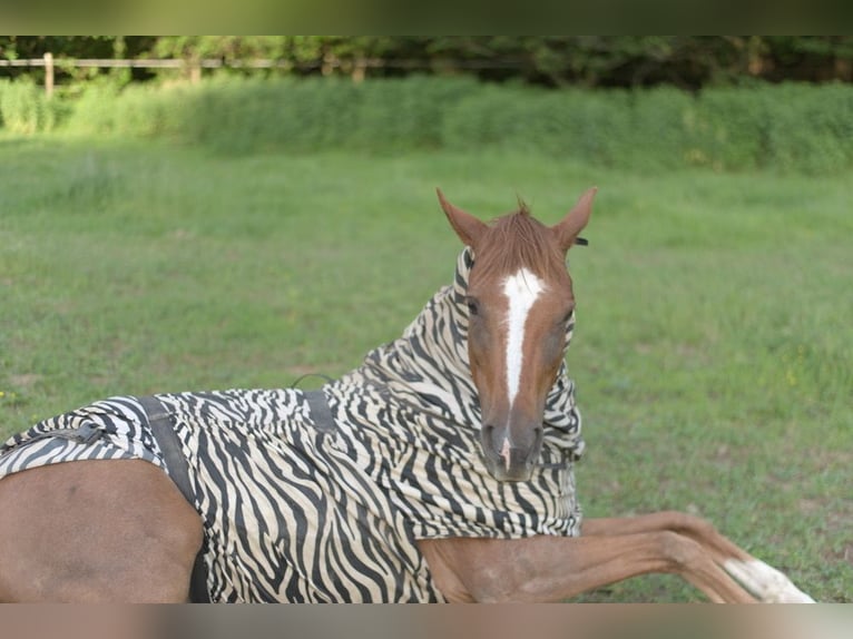 Wychowanie źrebiąt z sercem, rozumem i najlepszymi warunkami na przyszłość 🐴🌿