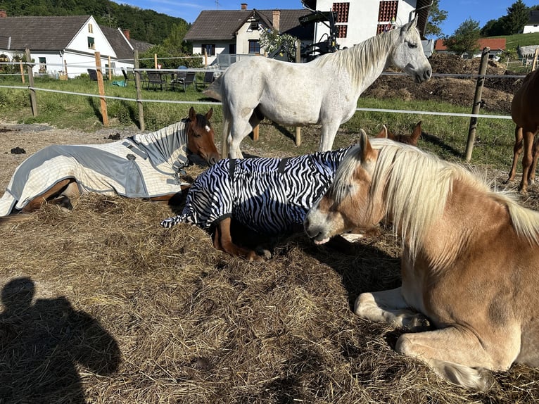 Wychowanie źrebiąt z sercem, rozumem i najlepszymi warunkami na przyszłość 🐴🌿