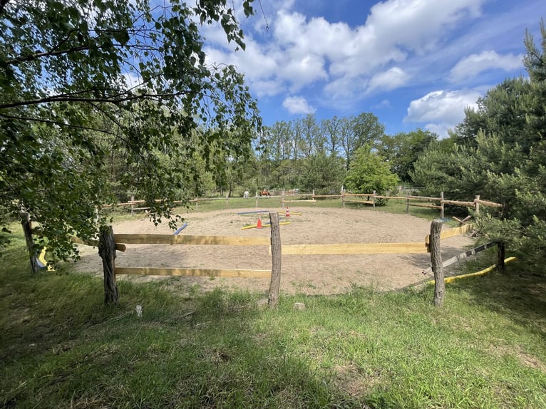 1 Offenstallplatz (Wallach) frei – idyllische Naturkoppel am Waldrand mit Unterständen und Roundpen