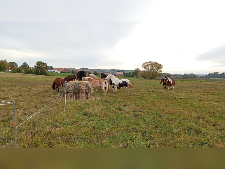 2 Plätze im Offenstall frei , Dorste 