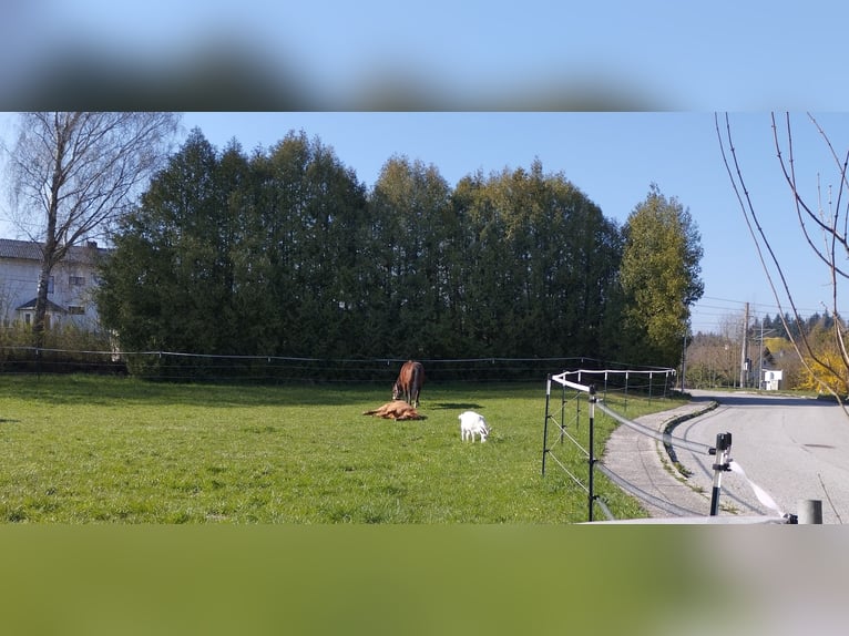 3 Plätze ab Juli frei 