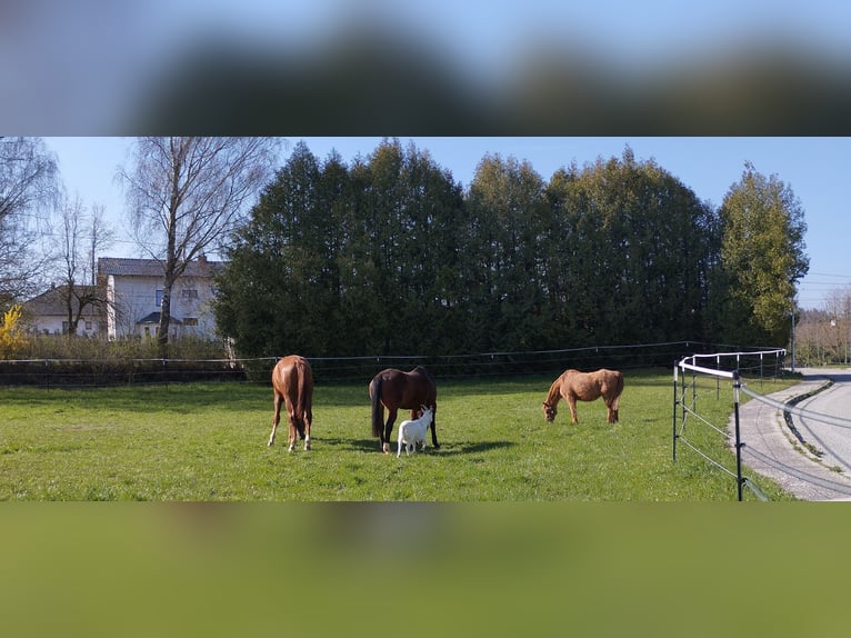 3 Plätze ab Juli frei 