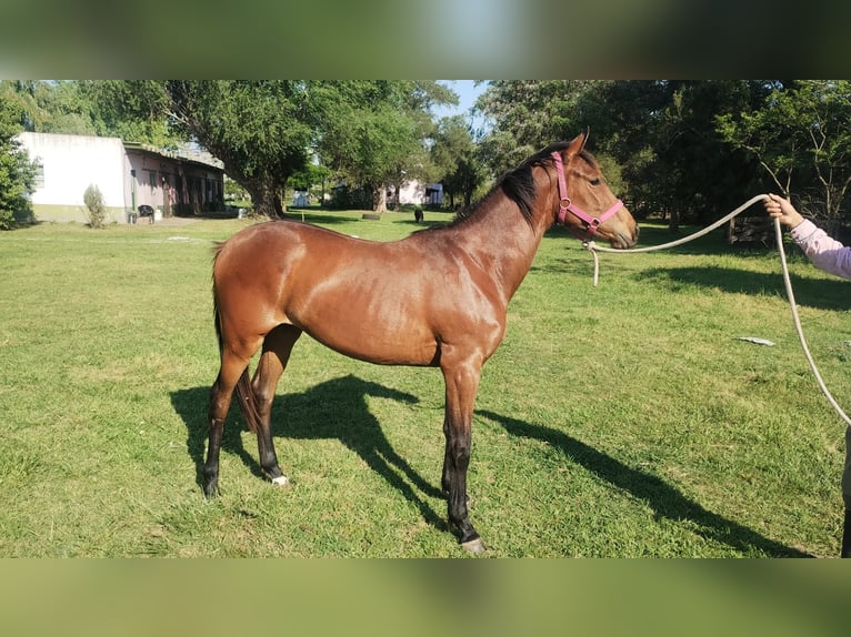 Argentina. Cría de caballos por encargo, desde la fecundación hasta potrillo.