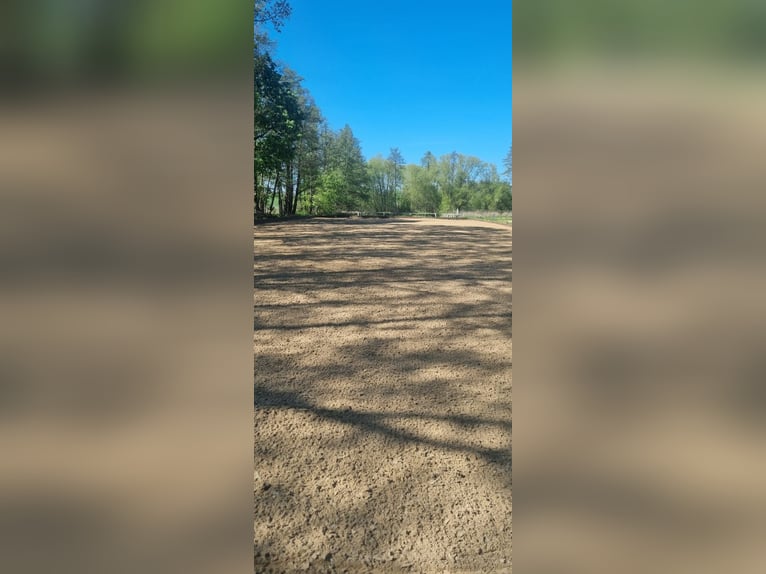 Biete Paddock / Offenstall Einstellplatz