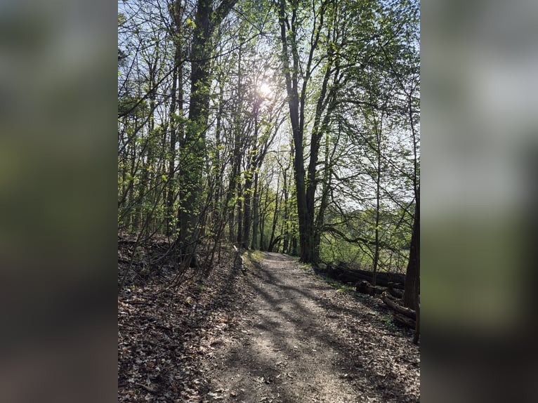 Biete Paddock / Offenstall Einstellplatz