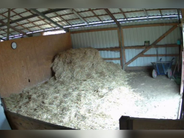Biete Paddock / Offenstall Einstellplatz