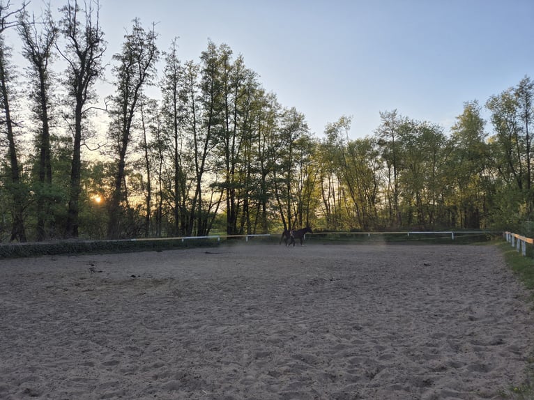 Biete Paddock / Offenstall Einstellplatz
