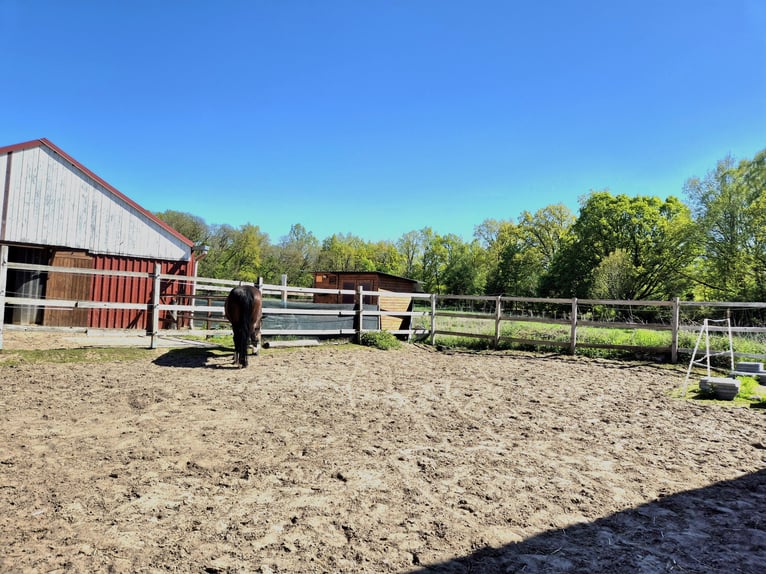 Biete Paddock / Offenstall Einstellplatz