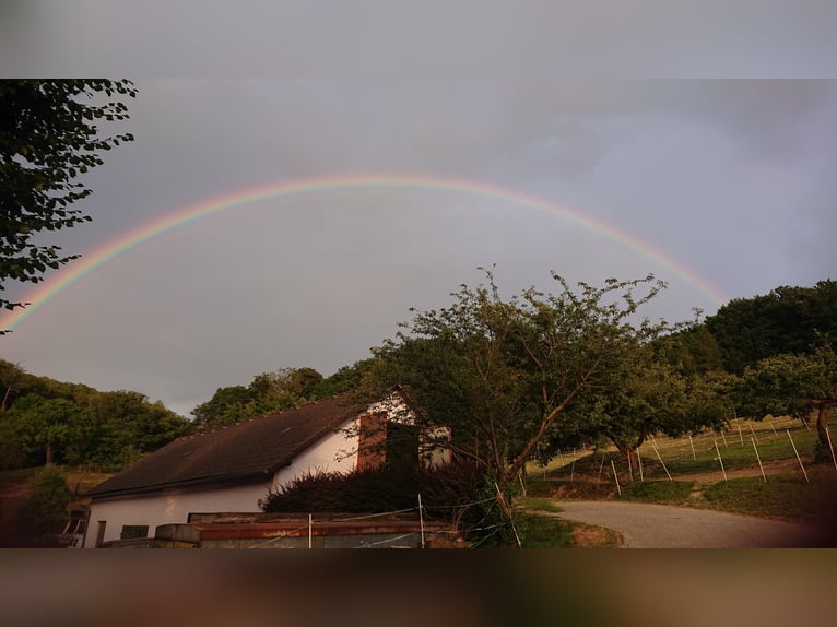 Dostępne miejsca na stajnię