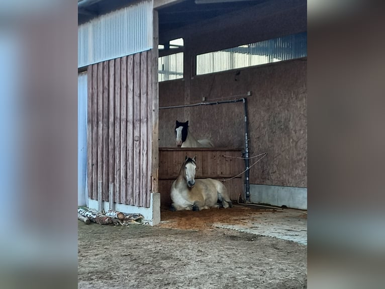 Dostępne miejsce w wolnostanowisku, lekkostrawne konie, Tuttlingen-Möhringen