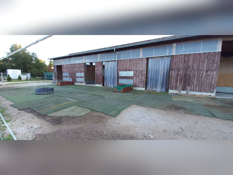 Dostępne miejsce w wolnostanowisku, lekkostrawne konie, Tuttlingen-Möhringen