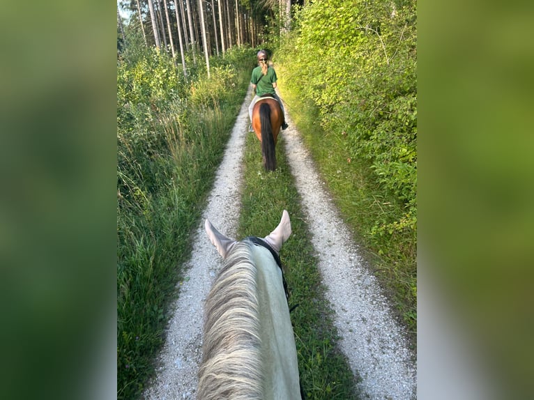 Dostępne miejsce w wolnostanowisku, lekkostrawne konie, Tuttlingen-Möhringen