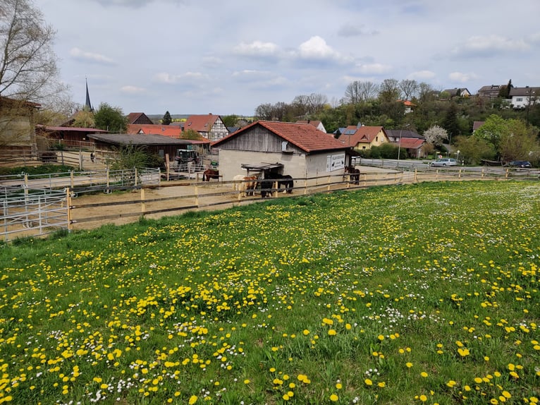 Dostępne miejsce w wolnym boksie lub paddockbox z pełną opieką.