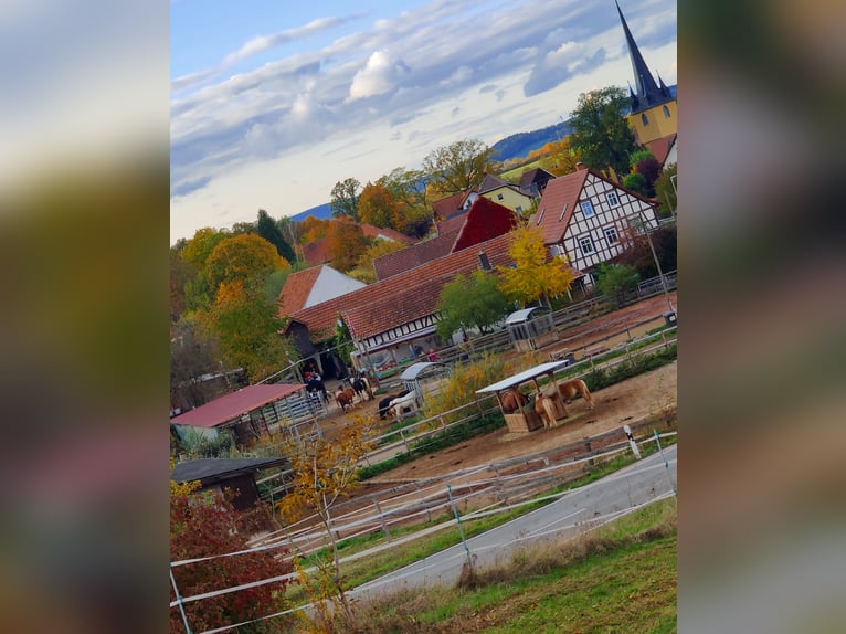 Dostępne miejsce w wolnym boksie lub paddockbox z pełną opieką.