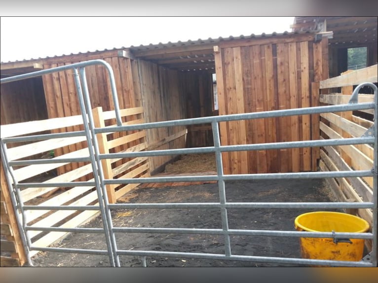 Dostępne miejsce w wolnym boksie lub paddockbox z pełną opieką.