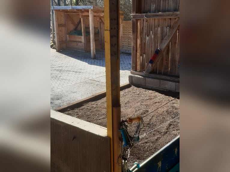 Dostępny od połowy / końca sierpnia wolny boks w wolnym wybiegu do samodzielnej hodowli dla czterech