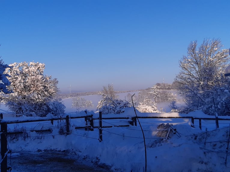 Dostępny od połowy / końca sierpnia wolny boks w wolnym wybiegu do samodzielnej hodowli dla czterech