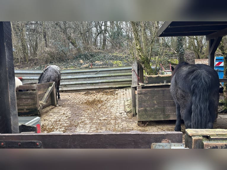 Einsteller-/in für Offenstall gesucht 