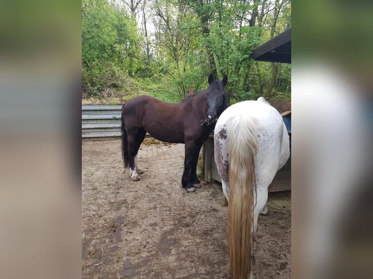 Einsteller-/in für Offenstall gesucht 