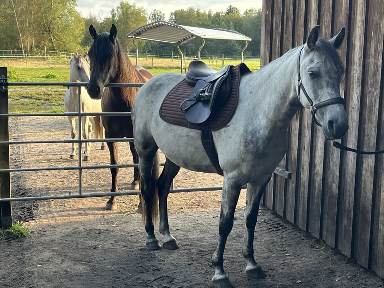 Einstellplätze im Offenstall