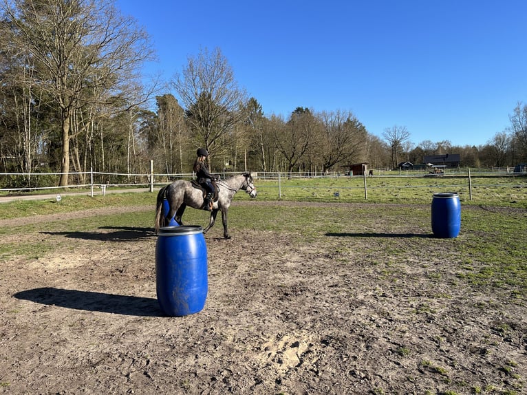 Einstellplätze im Offenstall