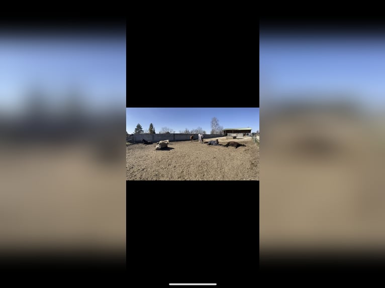 Einstellplatz im Offenstall