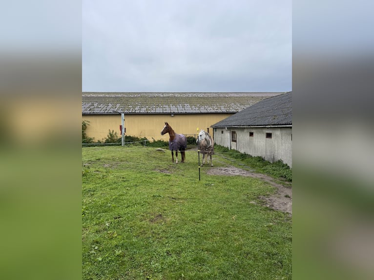 Freie Offenstallplätze in unserer Stuten-Herde