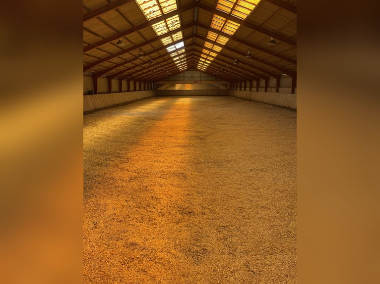 Freie Offenstallplätze in unserer Stuten-Herde