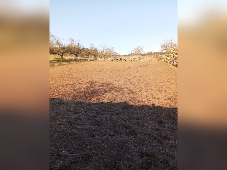 Harmonische Herdenhaltung mit nachts Einzelboxen 